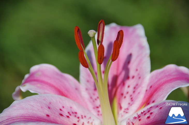 北海道最大級、213万輪のゆりの花！『オーンズ春香山ゆり園』